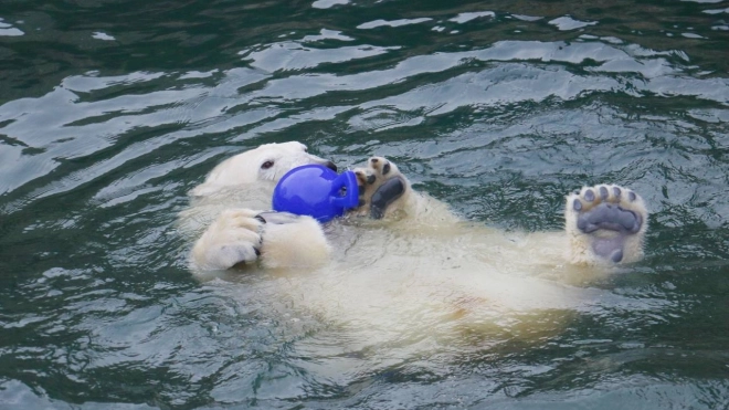 В Ленинградском зоопарке 15 июля пройдет День арктического льда с оленями и белыми медведями