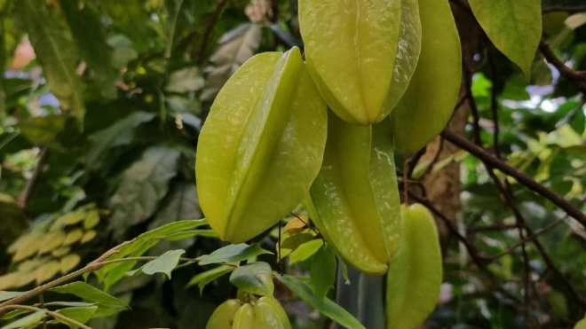 В Ботаническом саду приглашают посмотреть на плоды какао и папайи