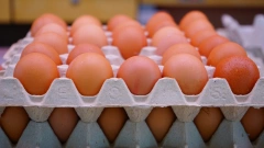 Иран поставит в РФ первую партию куриных яиц 