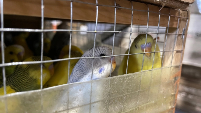 Из Петербурга в Архангельскую область отправили 20 волнистых попугаев