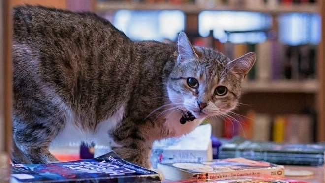 Кошка Муся из библиотеки имени Маяковского признана лучшей служебной кошкой России