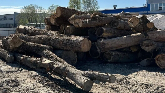 На Домостроительной улице вырубили 42 дерева ради незаконной свалки
