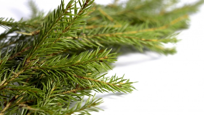Специалисты Россельхознадзора дали советы по выбору новогоднего дерева