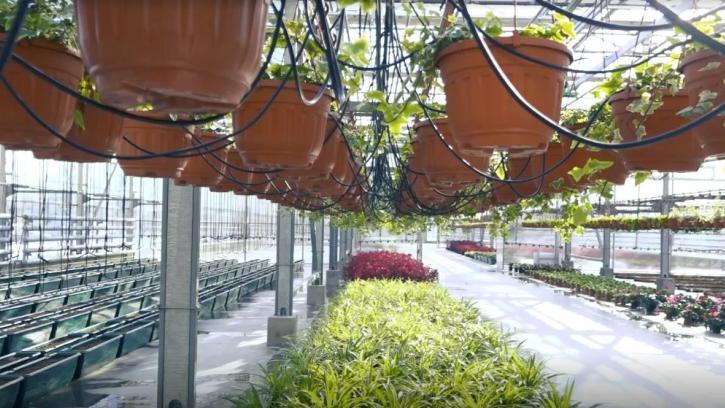 СПП “Пушкинское” приобретет разнообразную цветочную рассаду на 27,7 млн. рублей для четырех районов Петербурга