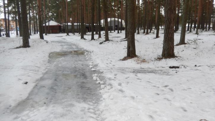 Жители Сясьстроя Ленобласти опасаются незаконной вырубки сосен в Сосновом бору