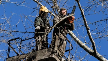 Садовники начали обрезать полувековые тополя на Пулковской ...