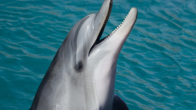 Смольный запретил девелоперам застраивать территорию бывшего дельфинария на Крестовском острове