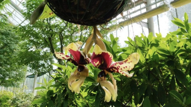 В Ботаническом саду зацвела тигровая орхидея Стангопея