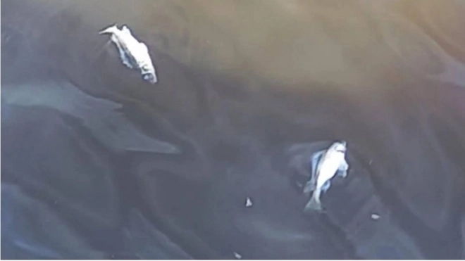 Росрыболовство возбудило дело об "убийстве" четырех ершей после массовой гибели рыбы в Петербурге