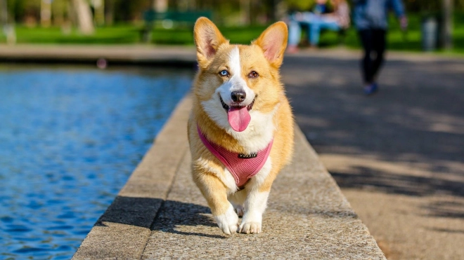 В Красногвардейском районе создадут площадку для дрессировки и выгула собак 