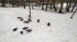 Во вторник в Петербурге снова пройдут мокрый снег с дождем