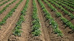 Россельхознадзор ввел временный запрет на ввоз картофеля из одной зоны Египта