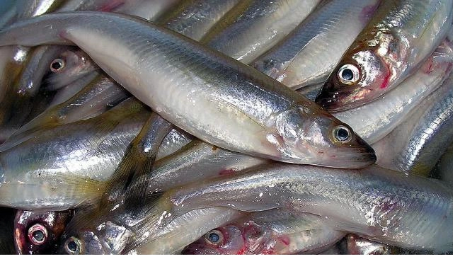 Росрыболовство прогнозирует снижение цен на красную рыбу и красную икру