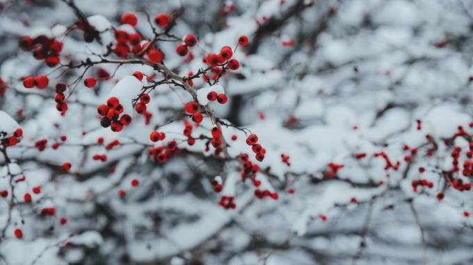 Морозно и снежно будет в Петербурге 6 декабря