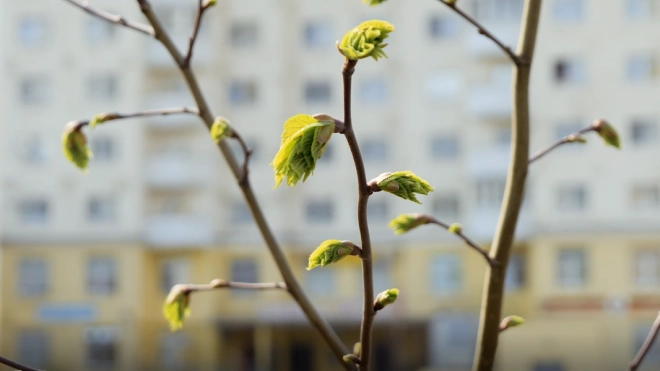 В Ленобласти 10 апреля воздух прогреется до +10 градусов