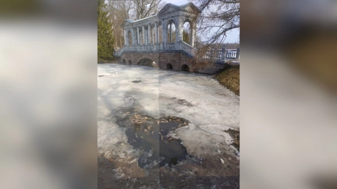 В Екатерининском парке Петербурга заметили погибшую рыбу