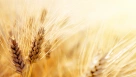 НСЗК договорилась о поставках зерна в Иран