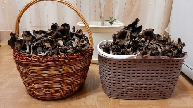 Петербургские грибники нашли редчайшие черные лисички 