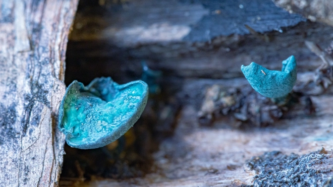 На Елагином острове заметили крошечные грибы голубого цвета