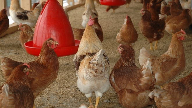 Верховный суд РФ запретил разводить кур и петухов на садовом участке