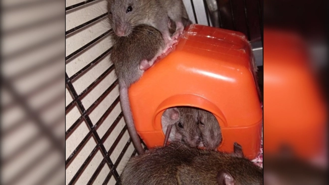 Самец дикой крысы ворвался в квартиру к домашней подруге и подарил ей потомство 