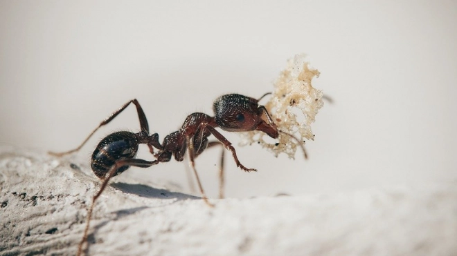 Ученые заявили о схожести обоняния человека и насекомых 