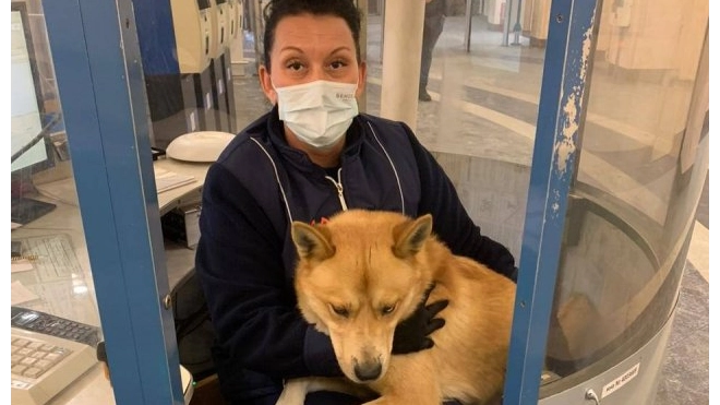В петербургском метро потерялся рыжий пёс