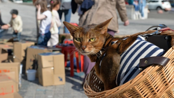 В Петербурге отметят Всемирный день петербургского кота