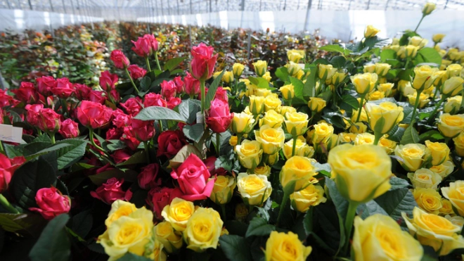 Ленобласть вошла в топ-з регионов РФ по выращиванию цветов и грибов 