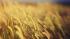 Экспортные компании остановили закупку российского пшеницы из-за высокой пошлины
