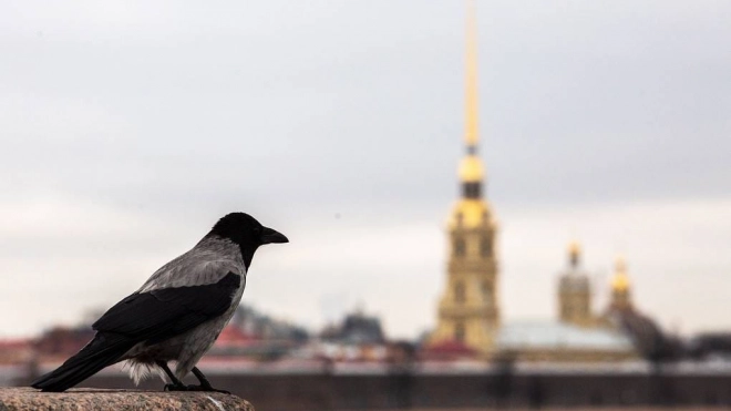 Эксперт объяснил, с чем связано агрессивное поведение ворон в Петербурге