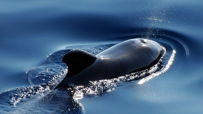 В Египте нашли останки четырёхлапого кита, его череп напоминает голову Анубиса 