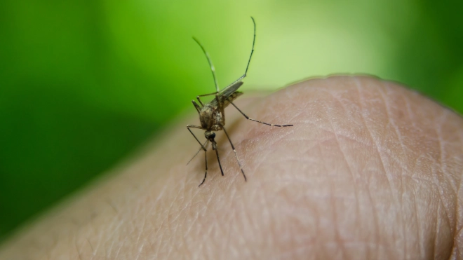 Биолог предупредил петербуржцев о нашествии комаров