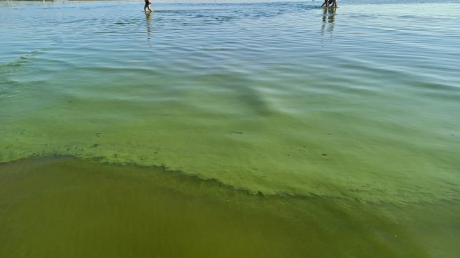 Петербуржцам рассказали, чем опасно купание в позеленевшем Финском заливе