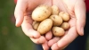 В РФ приходится утилизировать картофель, так как не полу...