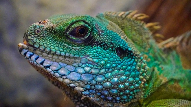 В Южной Америке нашли новый драконоподобный вид ящериц 