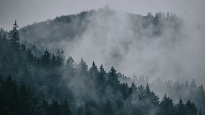 В Ленобласти ночью и утром 25 августа ожидается туман