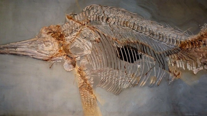 Ученые нашли в Колумбии останки нового вида ихтиозавра