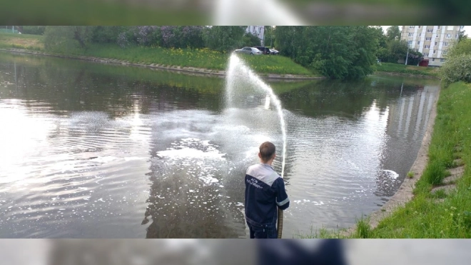 В Красносельском районе Петербурга экологи устранили пятна нефти в реке Сосновка