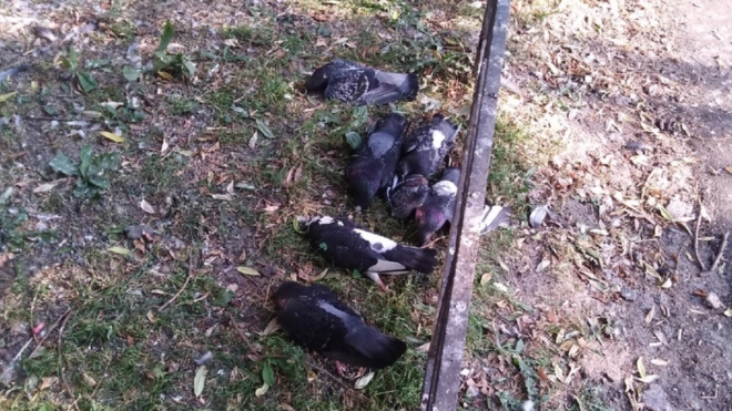 Петербуржцы обеспокоены массовой гибелью голубей на Планерной улице