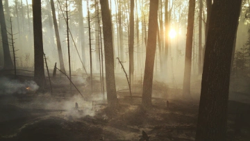 Карельские лесные пожары захватили более 15 тыс. гектар