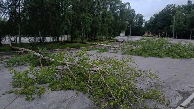 В Петербурге за неделю из-за непогоды повалило 600 деревьев