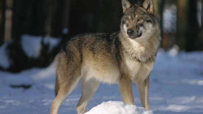 Численность волков в Ленобласти находится на стабильном уровне