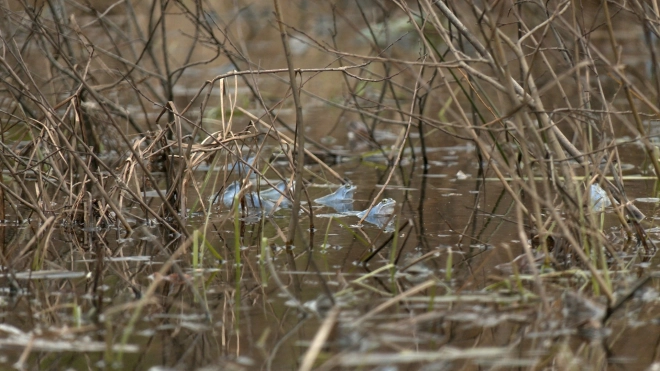 Самцы остромордой лягушки в Ленобласти изменили окраску на голубую