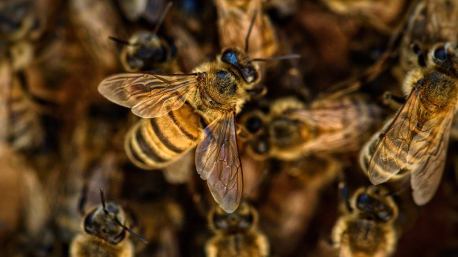 В Ломоносовском районе коммунальщики спасли 87-летнюю пенсионерку от пчел