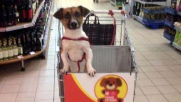 Петербургские бизнесмены предпочли концепцию pet-friendly “антисобачьему” закону Никешина