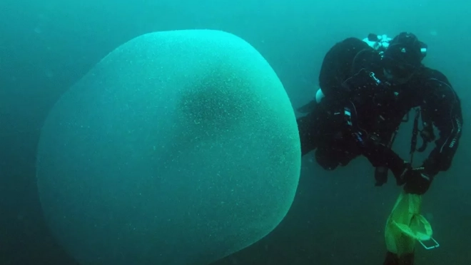 Раскрыта тайна огромных студенистых шаров у берегов Норвегии