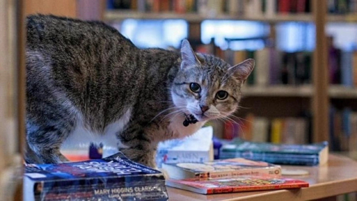 Кошка Муся из петербургской библиотеки признана лучшей служебной кошкой России 