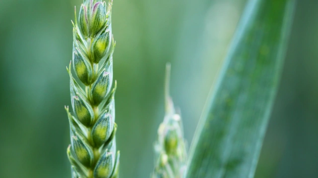Правительство одобрило продажу до 500 тыс. тонн зерна из госфонда