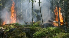 В Карелии площадь лесных пожаров приблизилась к 16 тыс. га